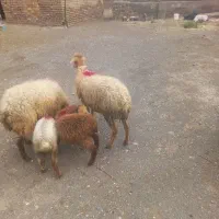 میش داشتی