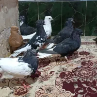 کبوتر پرنده اشعل دمسفید ورنگی|پرنده|اهواز, عین ۲|دیوار