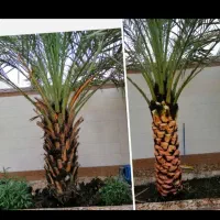 تکریب نخل ودراوردن پاجوش بریدن درخت وهرس زدن