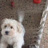 سگ شیتزوتریرفروشی|سگ|لاهیجان, لاشیدان|دیوار