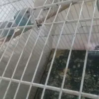 یک جفت مرغ عشق