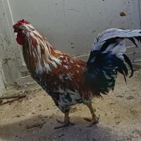 خروس چهل تاج بسیار زیبا و یک خروس محلی|حیوانات مزرعه|تهران, مینای شمالی (مخبر)|دیوار