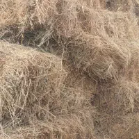 علف زمین اوتی