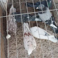 کبوتر پرشی و خوش فرم همه باهم