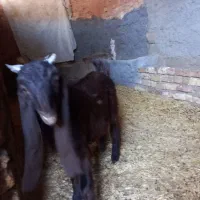 بزغاله داشتی|حیوانات مزرعه|قلعه شاهین, |دیوار