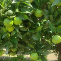 فروش زمین ۹۳۰ متری