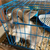 خرگوش نژاد لپ