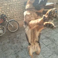 ماده ژرمن شیپر شیب استاندارد اموزش دیده|سگ|شاهینشهر, گزبرخوار|دیوار