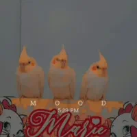 عروس هلندی|پرنده|قم, شاه سید علی|دیوار