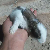 فروش کوچک تا بزرگ خرگوش همه رنگ
