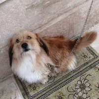 واگذاری رایگان سگ