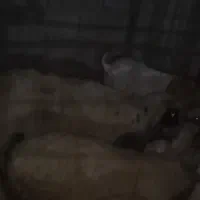 سلام عرض ادب مش رنگ 3زنک کرده