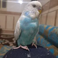 مرغ عشق