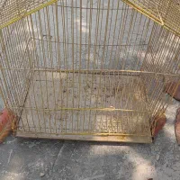 قفس مرغ عشق سالم بندرلنگه