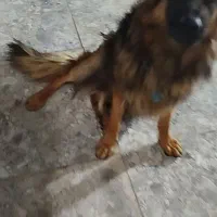 دوعدد سگ ژرمن|سگ|بوشهر, |دیوار