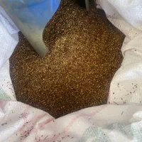 کنجد|عمدهفروشی|تکاب, |دیوار