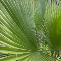 برگ پالم فروشی