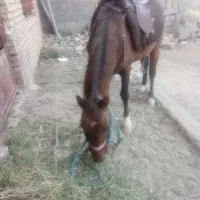 اسب یورقه۳۰ملیون|اسب و تجهیزات اسب‌سواری|مشهد, فردوسی|دیوار