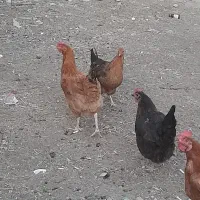 مرغ .تعدادی فریح ۷ماهه .جوان تازه تخم میزارن|حیوانات مزرعه|مرند, |دیوار