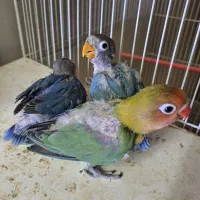 جوجه کوتوله