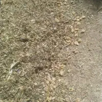 فروش ذرت علوفه