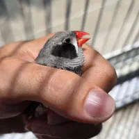 فنچ لپ سیاه