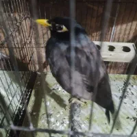 مرغ مینا دوماهه