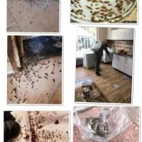 سمپاشی ساس و سوک وسایر جانوران موزی|خدمات نظافت|مشهد, کلاهدوز|دیوار