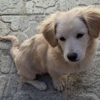 واگذاری سگ اشپیتز گوش افتاده