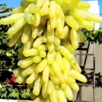 نهالستان فروش انواع نهال های اصلاح شده گردو بادام|خدمات باغبانی و درختکاری|همدان, |دیوار