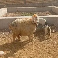 میش بره وبز|حیوانات مزرعه|دزفول, |دیوار