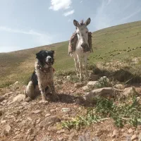 واگذاری سگ