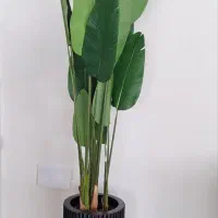 درختچه مصنوعی خارجی|گل مصنوعی|کرج, بنیاد|دیوار