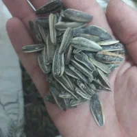 سنقری