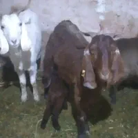 بز‌بزغاله‌