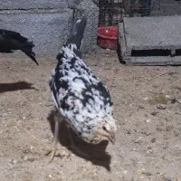 مرغ وخروس گلن و محلی تخم گذار|حیوانات مزرعه|سنندج, |دیوار