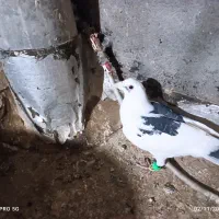 2تاصیدفروشی|پرنده|تربتحیدریه, ترمینال|دیوار