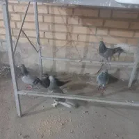 کبوتر|پرنده|سوسنگرد, |دیوار