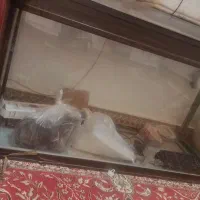 آکواریوم شرکتی