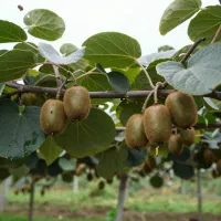 کیوی هایوارد با کیفیت ممتاز و تازه