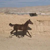 کره مادیان نوه کامران 14 ماهه