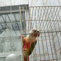 گرینچیک آناناسی مولد