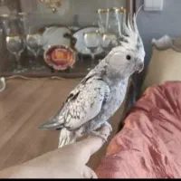 جفت عروس هلندی مولد کلکسیونی با 6تا تخم ‌و لوازم|پرنده|تهران, پردیسان|دیوار