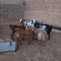 ۴تا بز یه کل