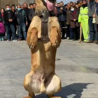 نگهبان سگ نگهبان فروشی|سگ|رودهن, |دیوار