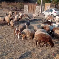 گوسفندداشتی|حیوانات مزرعه|الشتر, |دیوار