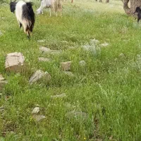 فروش گله بز کامل تعداد ۴۴ راس