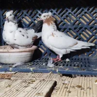 فروش کبوتر ایرانی وخارجی