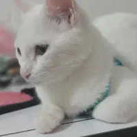 گربه|گربه|گالیکش, |دیوار