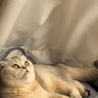 گربه اسکاتیش ماده